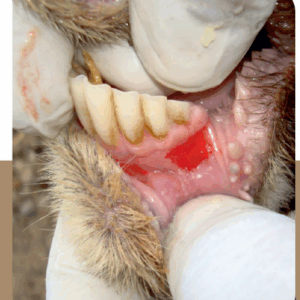 FMD Cure Powder